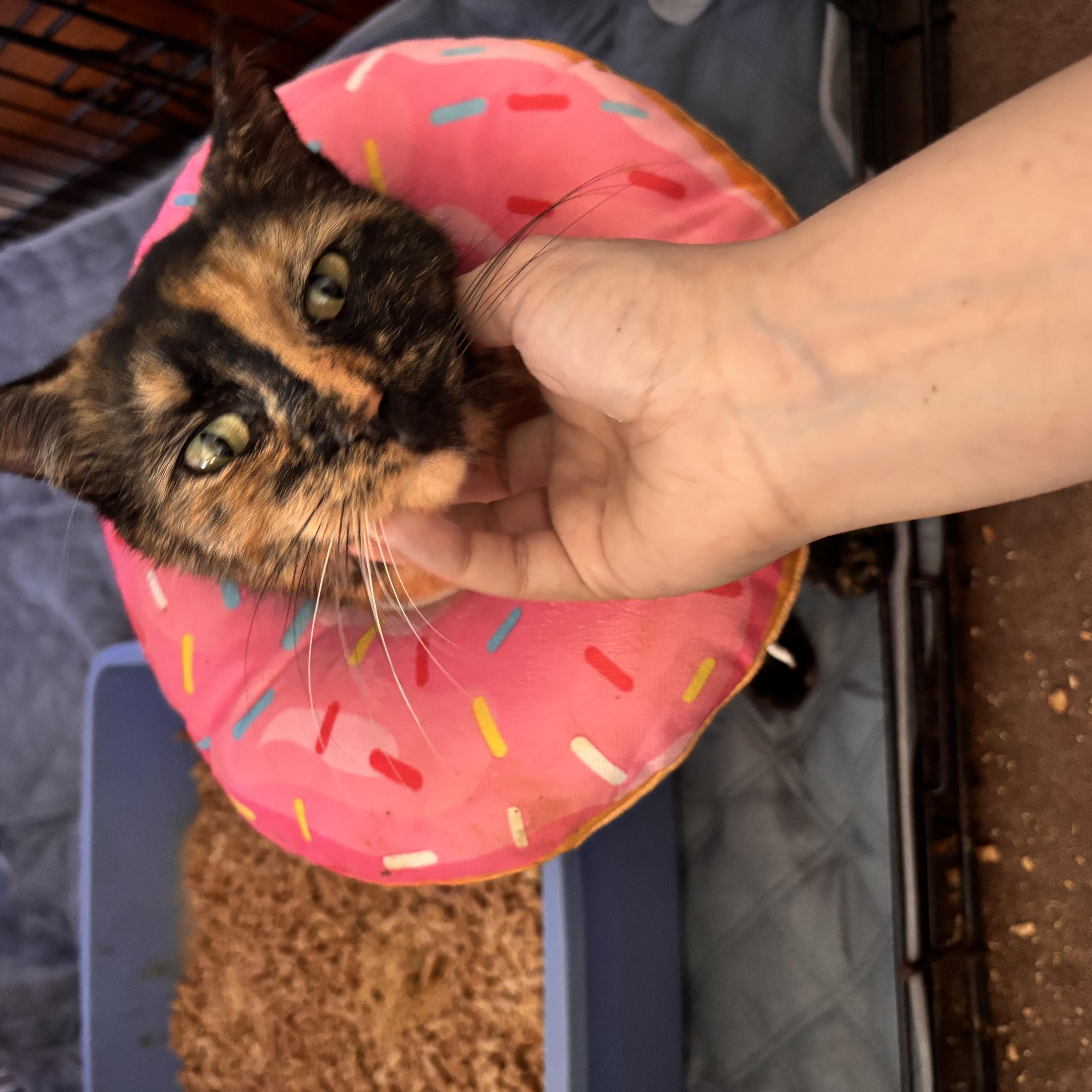 A young medium-sized female Domestic Short Hair cat named Larissa for adoption in Clifton, NJ
