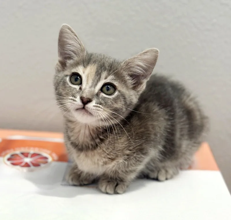 A baby medium-sized female Torbie cat named Sweet for adoption in Alameda, CA