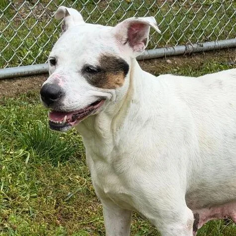 An adult large-sized female White / Cream Terrier dog named Lena for adoption in Dayton, OH