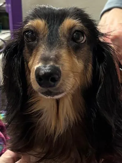 Bailey thumbnail 3