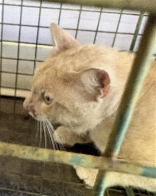 A young large-sized male Domestic Short Hair cat named Lord Tiny Tyrant for adoption in Fort Walton Beach, FL