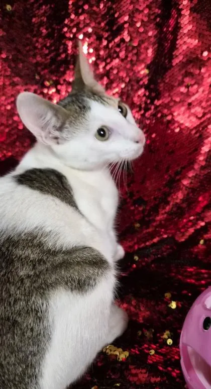 A baby small-sized male Domestic Short Hair cat named Rowan for adoption in Conway, SC