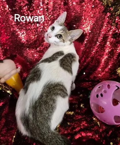 Rowan thumbnail 2