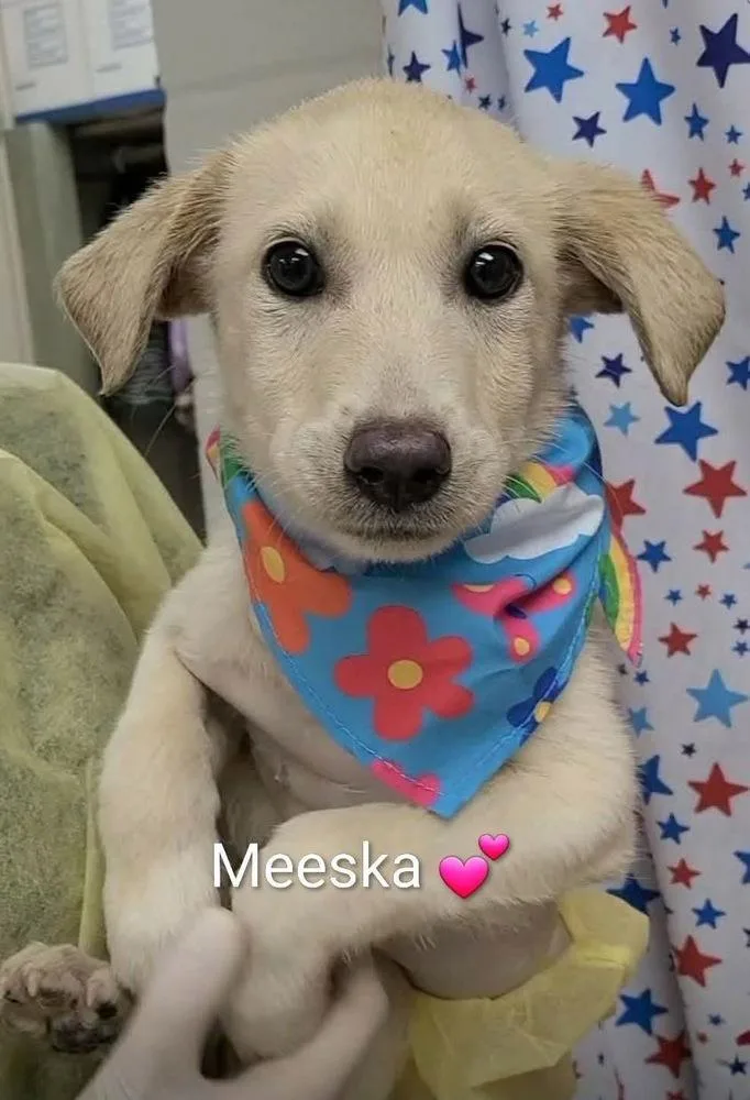 Cullimore  Meeska thumbnail 2