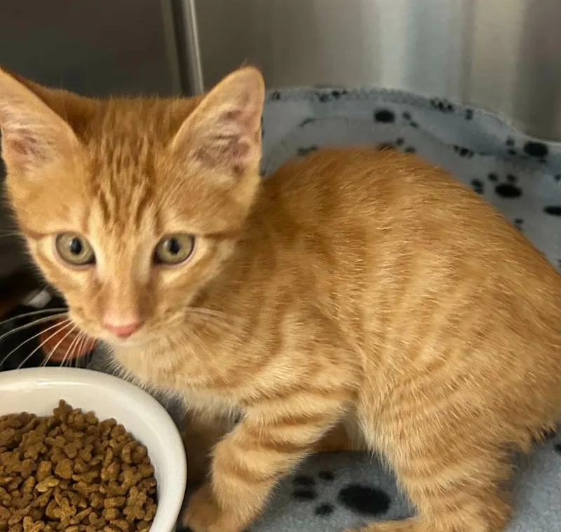 A baby medium-sized male Domestic Short Hair cat named Teddy for adoption in Seven Points, TX