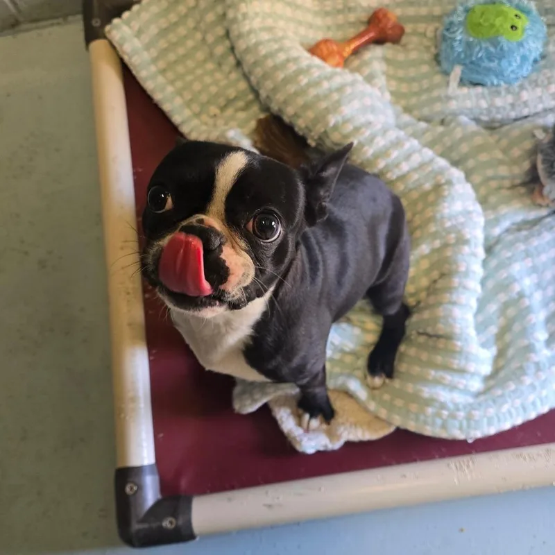 An adult small-sized male Black Boston Terrier dog named Mookie for adoption in Santa Barbara, CA
