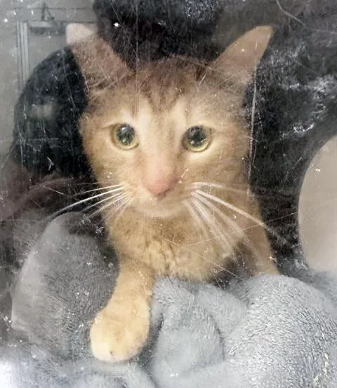 An adult medium-sized male Tabby (Orange / Red) Domestic Short Hair cat named Gerald for adoption in Nashville, TN