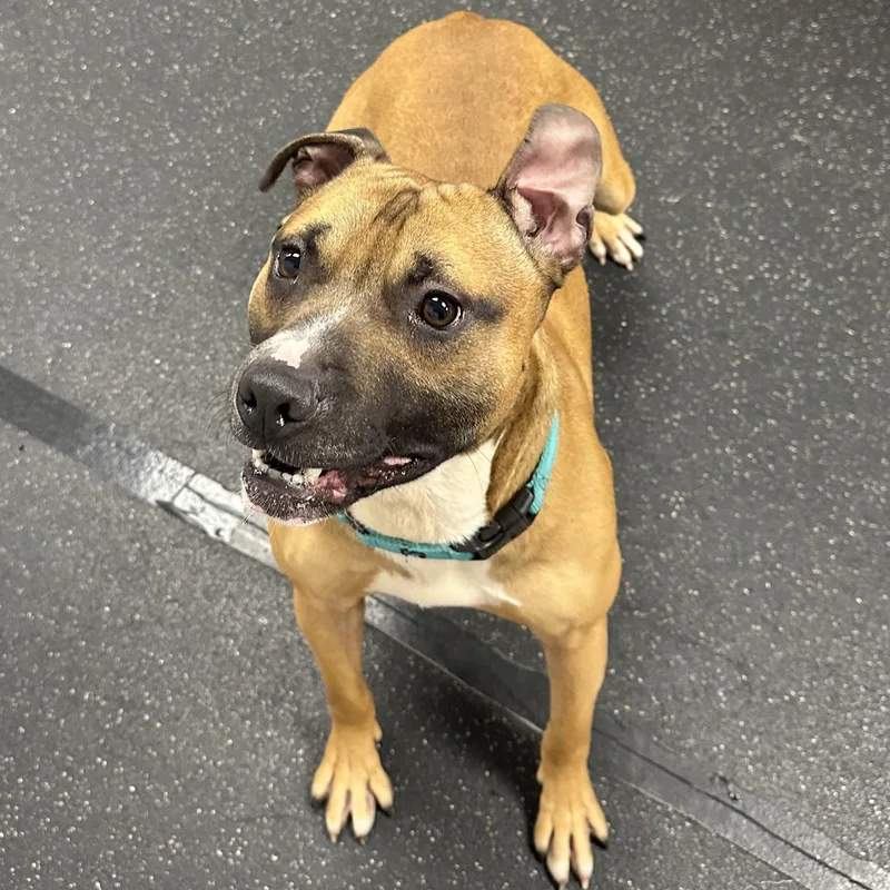 A young medium-sized male Yellow / Tan / Blond / Fawn Mixed Breed dog named Sawyer for adoption in Youngstown, OH