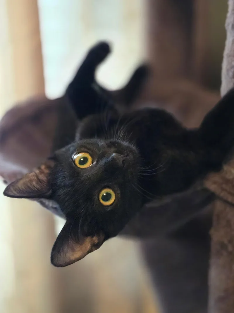 A young medium-sized male Black Domestic Short Hair cat named Xander for adoption in Woodsfield, OH