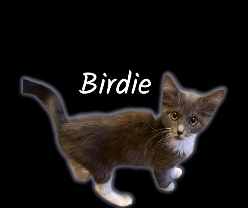 A baby small-sized female Gray & White Domestic Medium Hair cat named Birdie for adoption in Auburn, CA