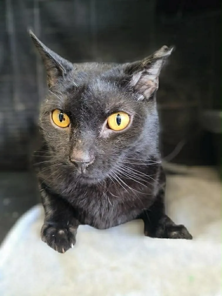 An adult medium-sized male Black Domestic Short Hair cat named Anubis for adoption in Gettysburg, PA