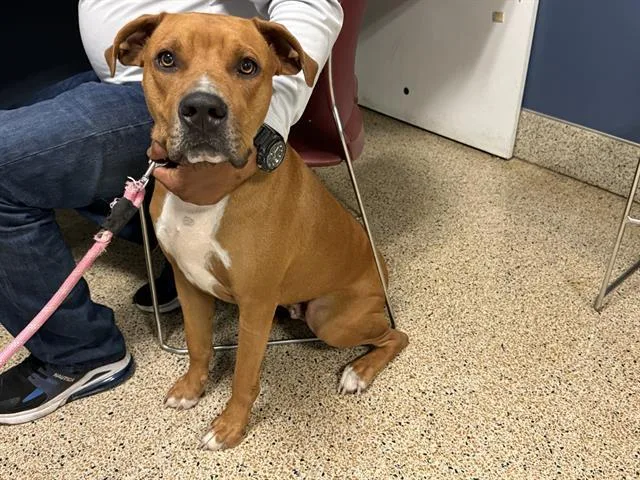 An adult small-sized male American Bulldog dog named Rambo for adoption in Miami, FL