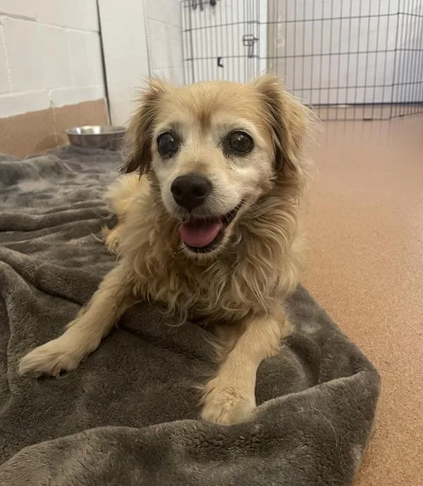 A senior small-sized female Spaniel dog named Bella for adoption in San Diego, CA