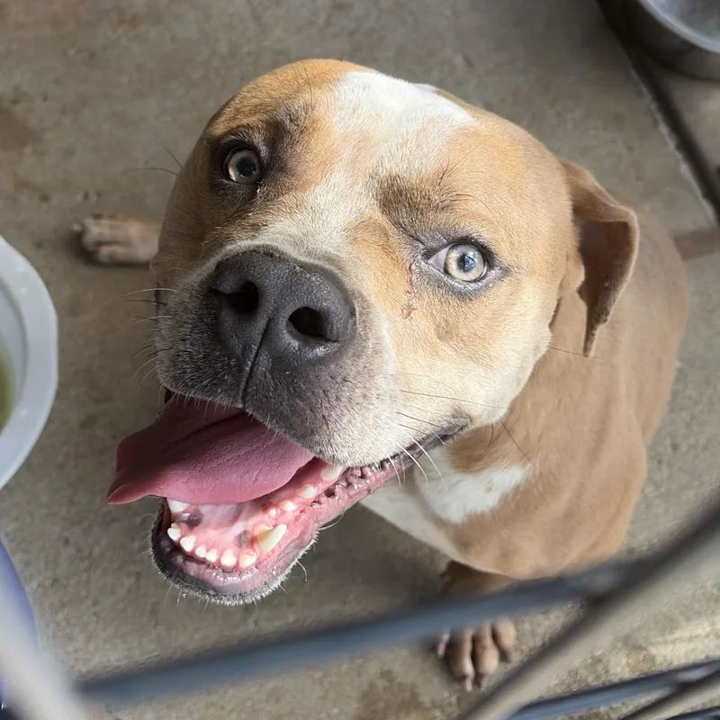 A young large-sized male Yellow / Tan / Blond / Fawn Staffordshire Bull Terrier dog named Bubba for adoption in Lake Jackson, TX