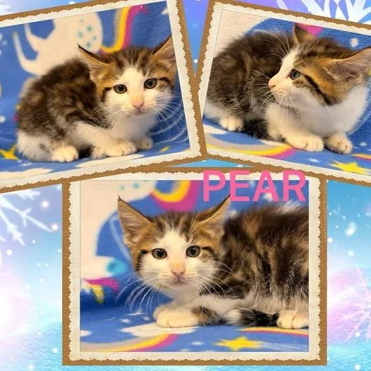 A baby large-sized female Domestic Medium Hair cat named Pear for adoption in Rensselaer, IN