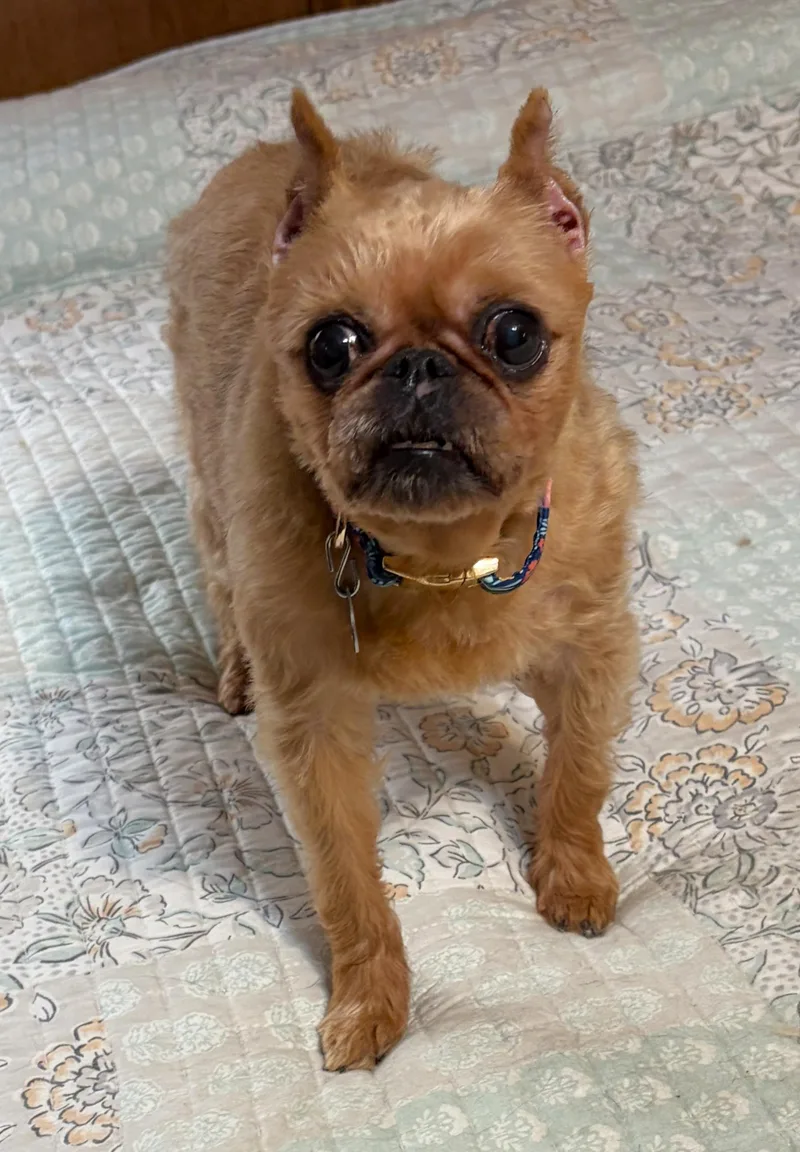 A senior small-sized female Brussels Griffon dog named Erin for adoption in Lisbon, IA