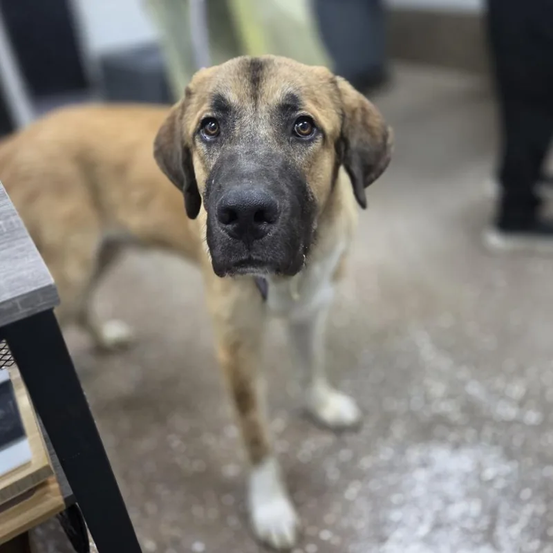 A young extra large-sized male Yellow / Tan / Blond / Fawn Anatolian Shepherd dog named Alexander for adoption in Incline Village, NV