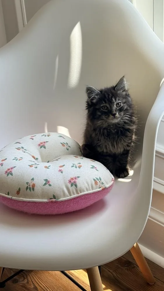 A baby small-sized male Black & White / Tuxedo Domestic Long Hair cat named Biscuit for adoption in Martinsburg, WV