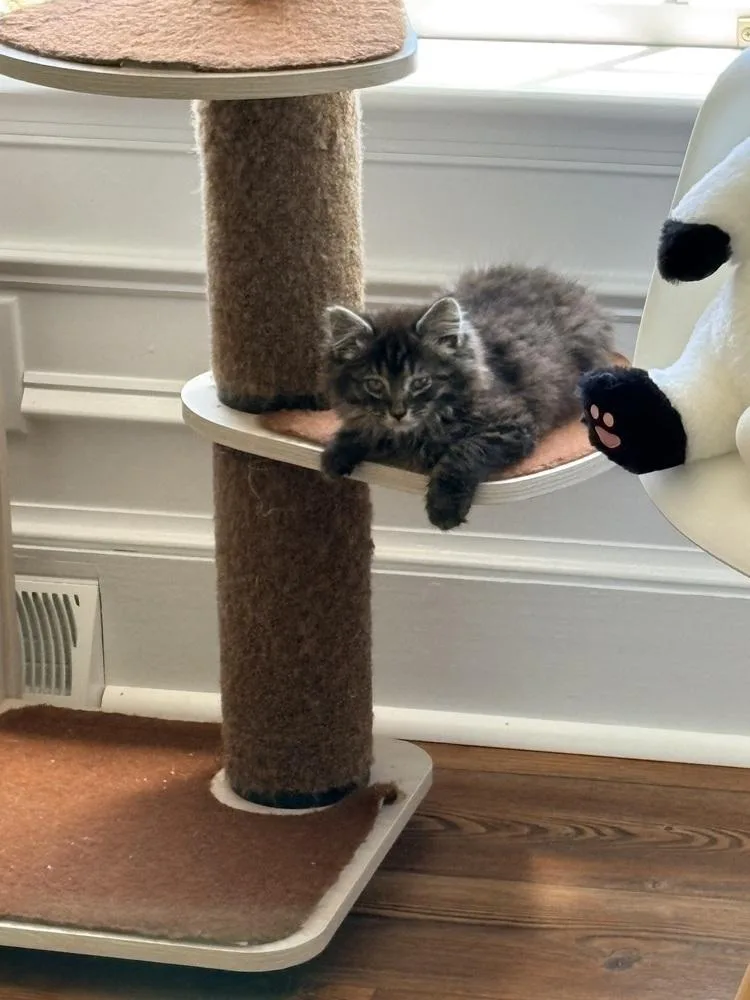 Biscuit thumbnail 2