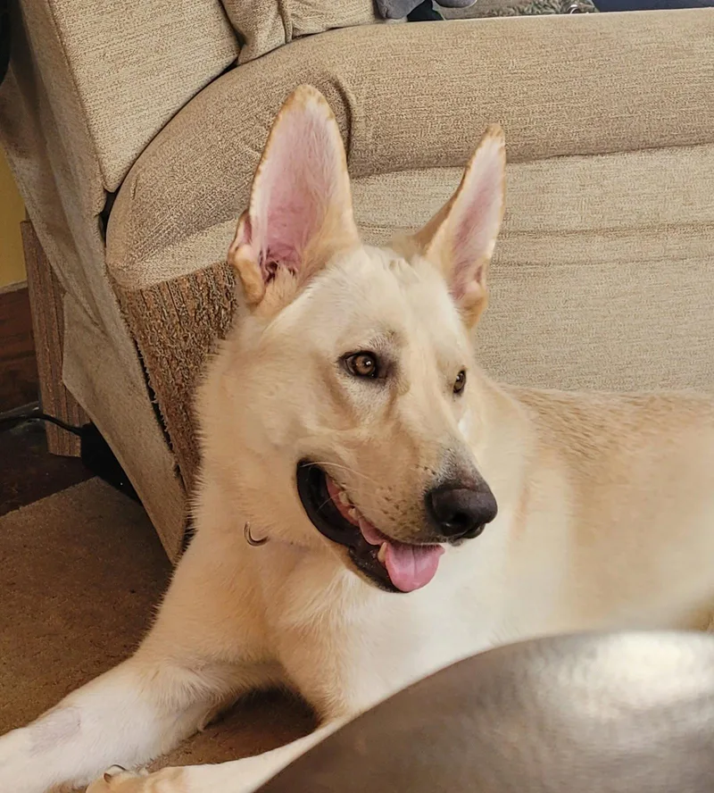 An adult large-sized male White German Shepherd dog named Olaf for adoption in hinckley, IL