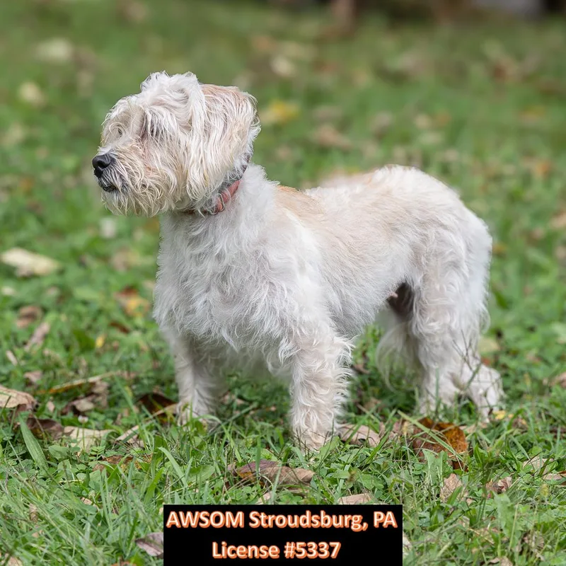 A young small-sized female Shih Tzu dog named Princess for adoption in Stroudsburg, PA