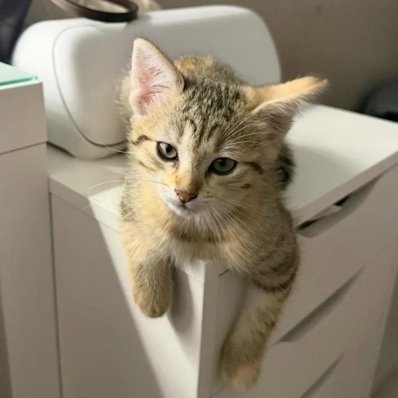 A baby medium-sized female Torbie cat named Lulu siterofNikki for adoption in Houston, TX