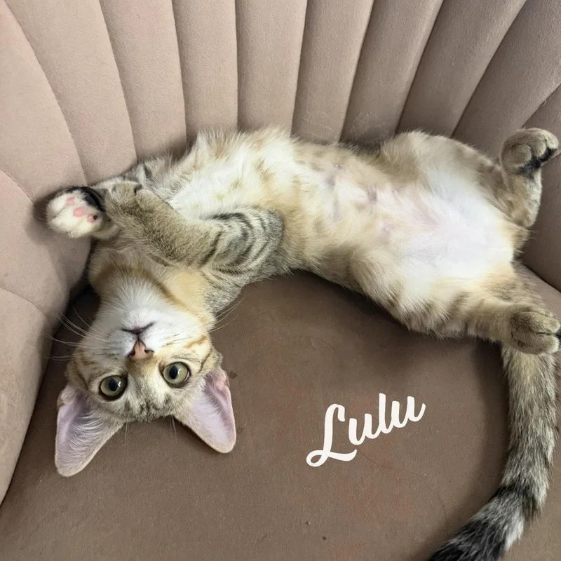 Lulu siterofNikki thumbnail 2
