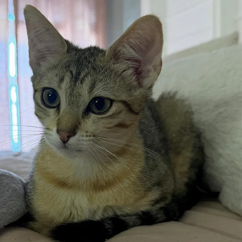 Lulu siterofNikki thumbnail 3