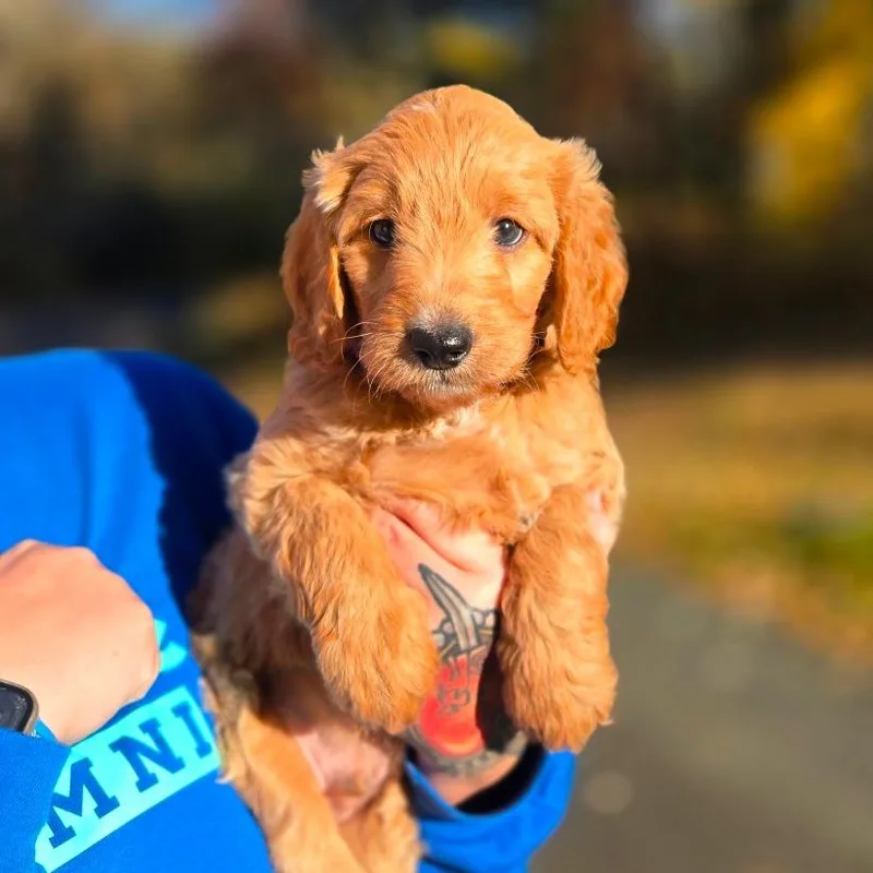 A baby medium-sized male Red / Chestnut / Orange Poodle dog named CT Kellan avail Oct for adoption in Stormville, NY