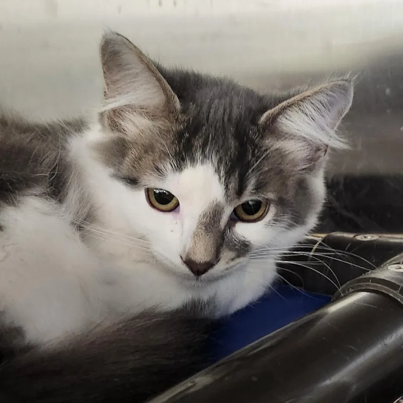 A baby small-sized male Gray / Blue / Silver Domestic Medium Hair cat named Ace for adoption in Columbia Station, OH