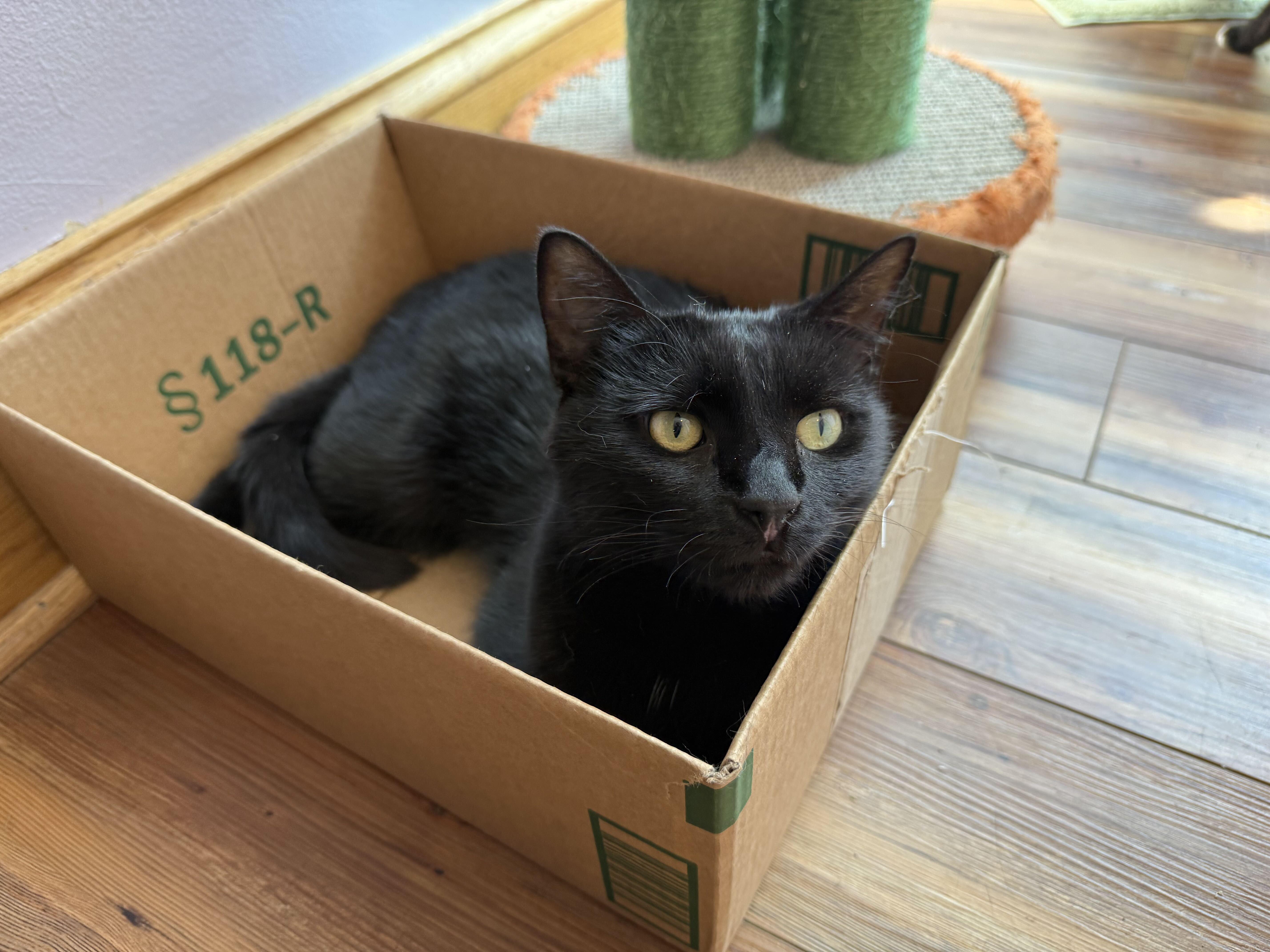 A young medium-sized female Domestic Short Hair cat named Renalla for adoption in West Lafayette, IN