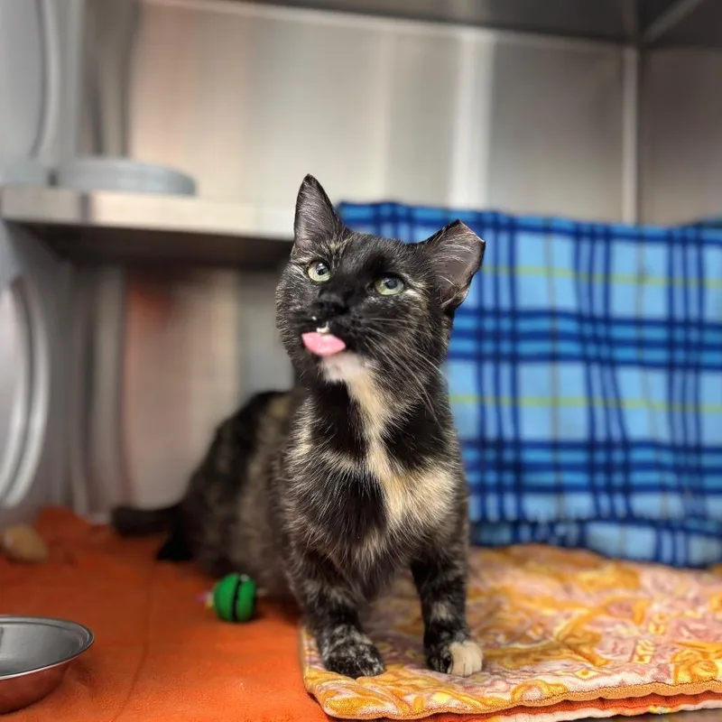 An adult medium-sized female Black Domestic Short Hair cat named JoAnn for adoption in Nashville, IN