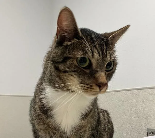 An adult large-sized male Domestic Short Hair cat named Onion for adoption in San Diego, CA