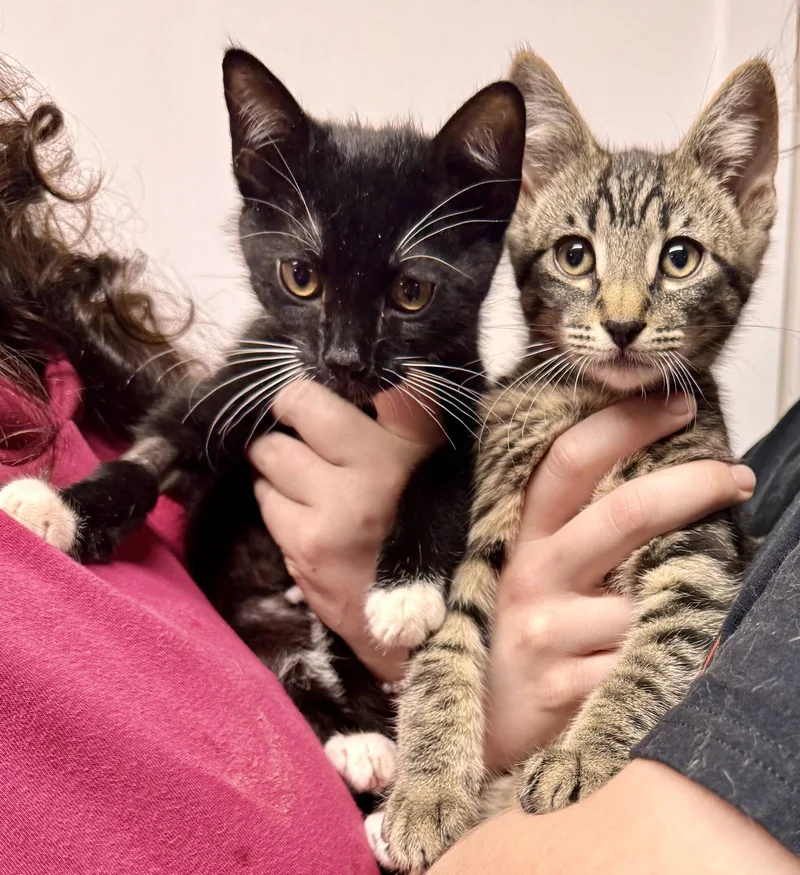 A young medium-sized male Black Domestic Short Hair cat named Harbor & Mist for adoption in Brooklyn, NY
