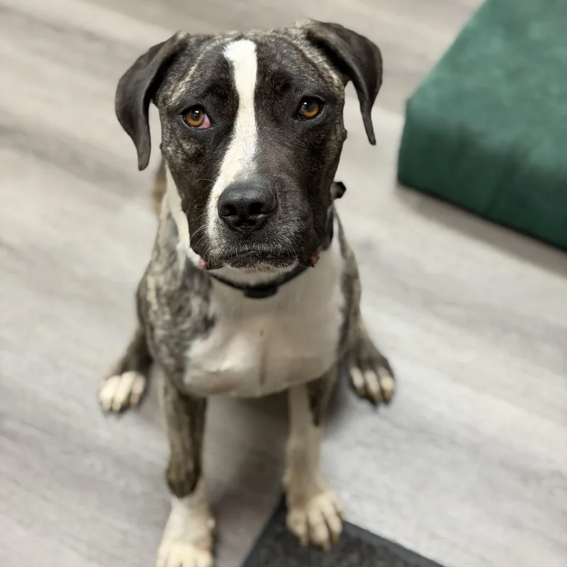 Coffee Bean thumbnail 2