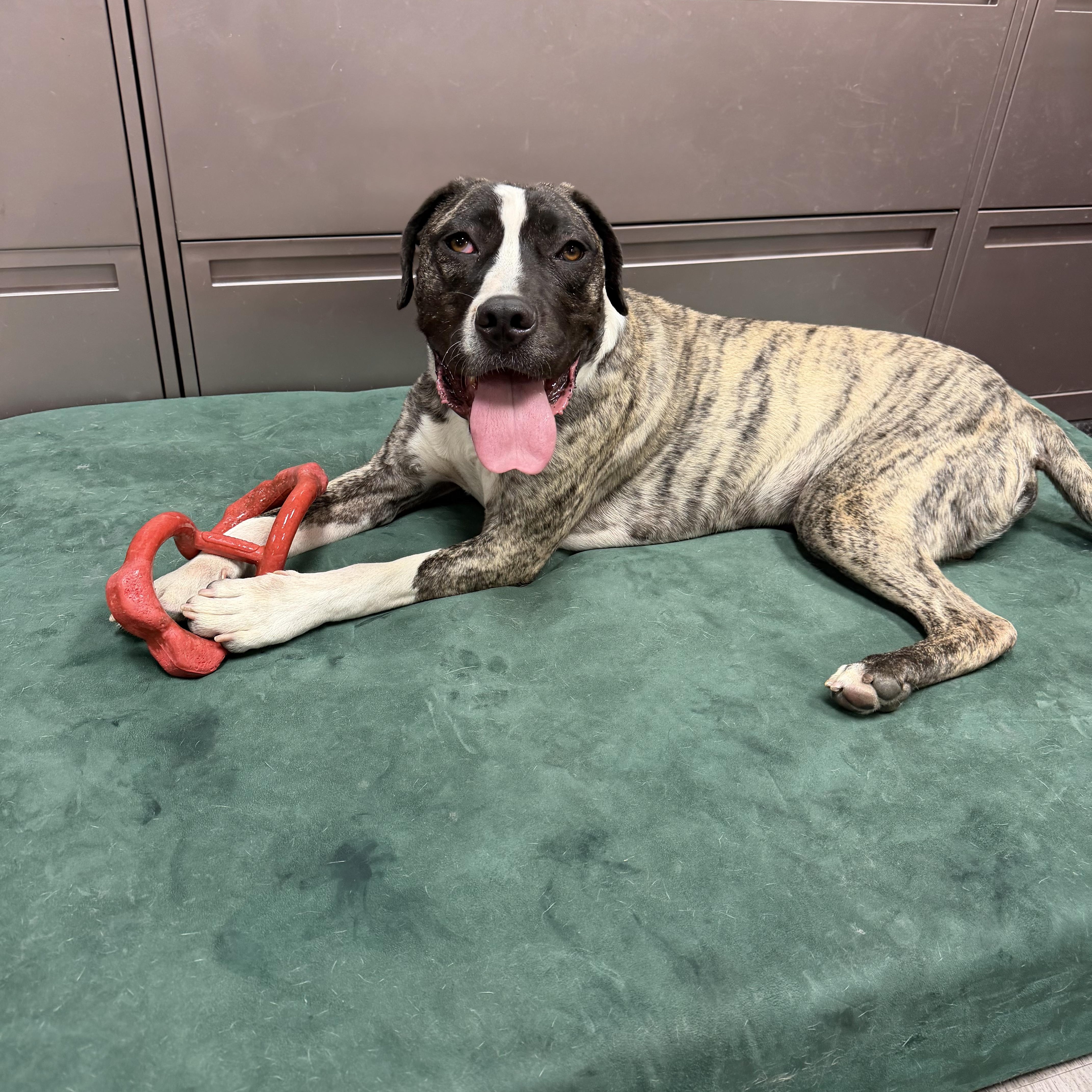 A young medium-sized male Brindle Pit Bull Terrier dog named Coffee Bean for adoption in Placentia, CA