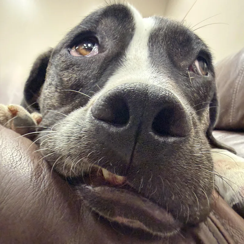 Coffee Bean thumbnail 3