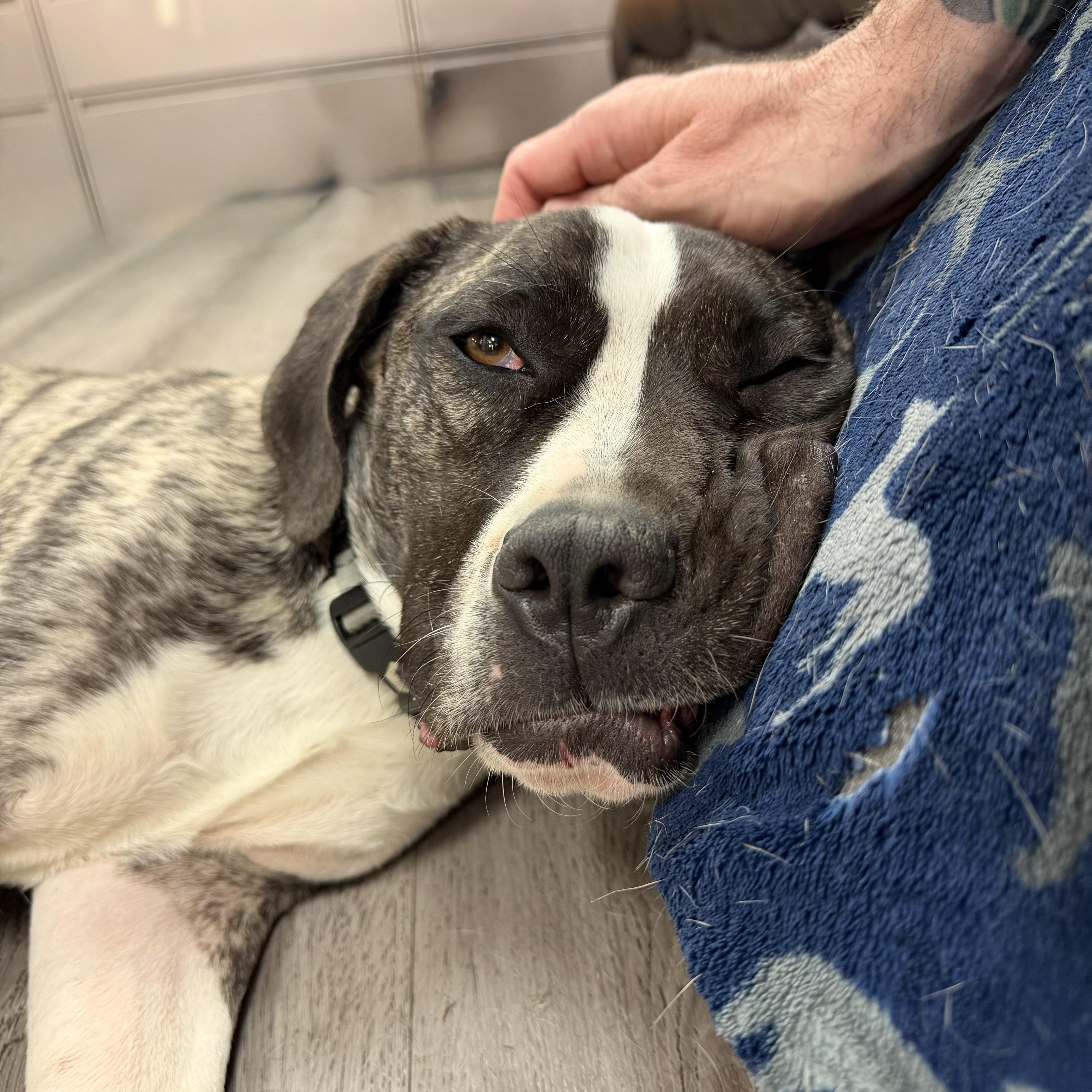 Coffee Bean thumbnail 4