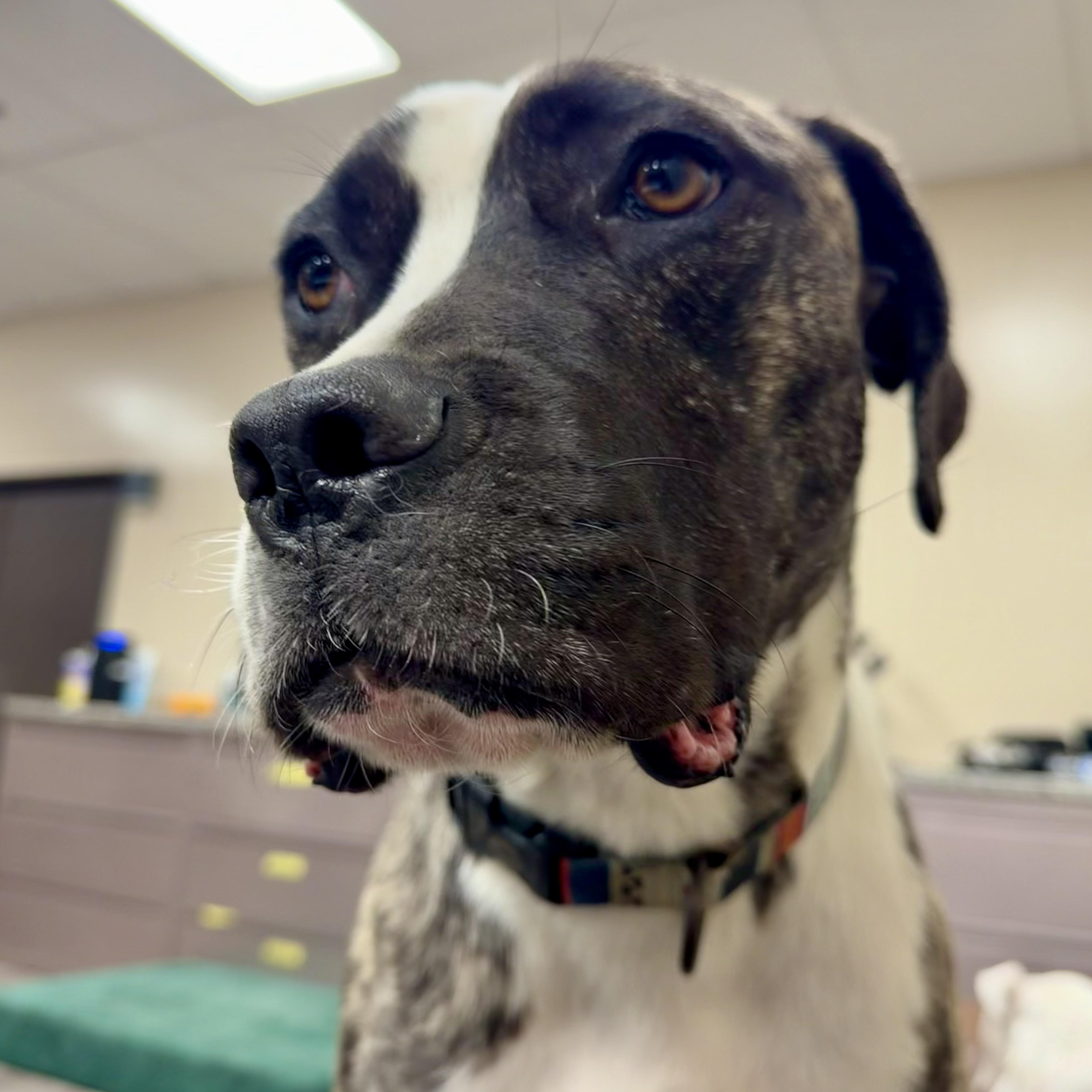 Coffee Bean thumbnail 5