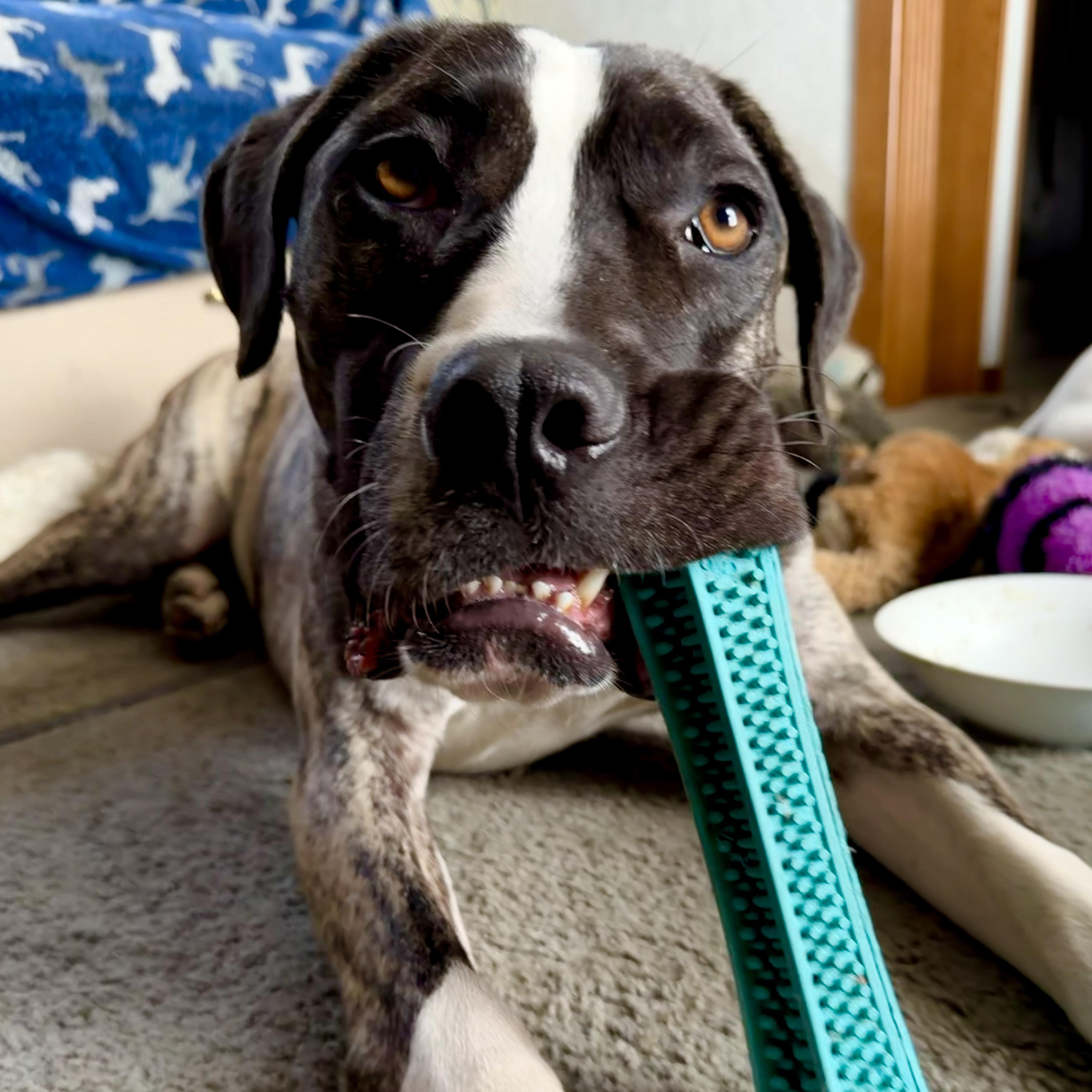 Coffee Bean thumbnail 6