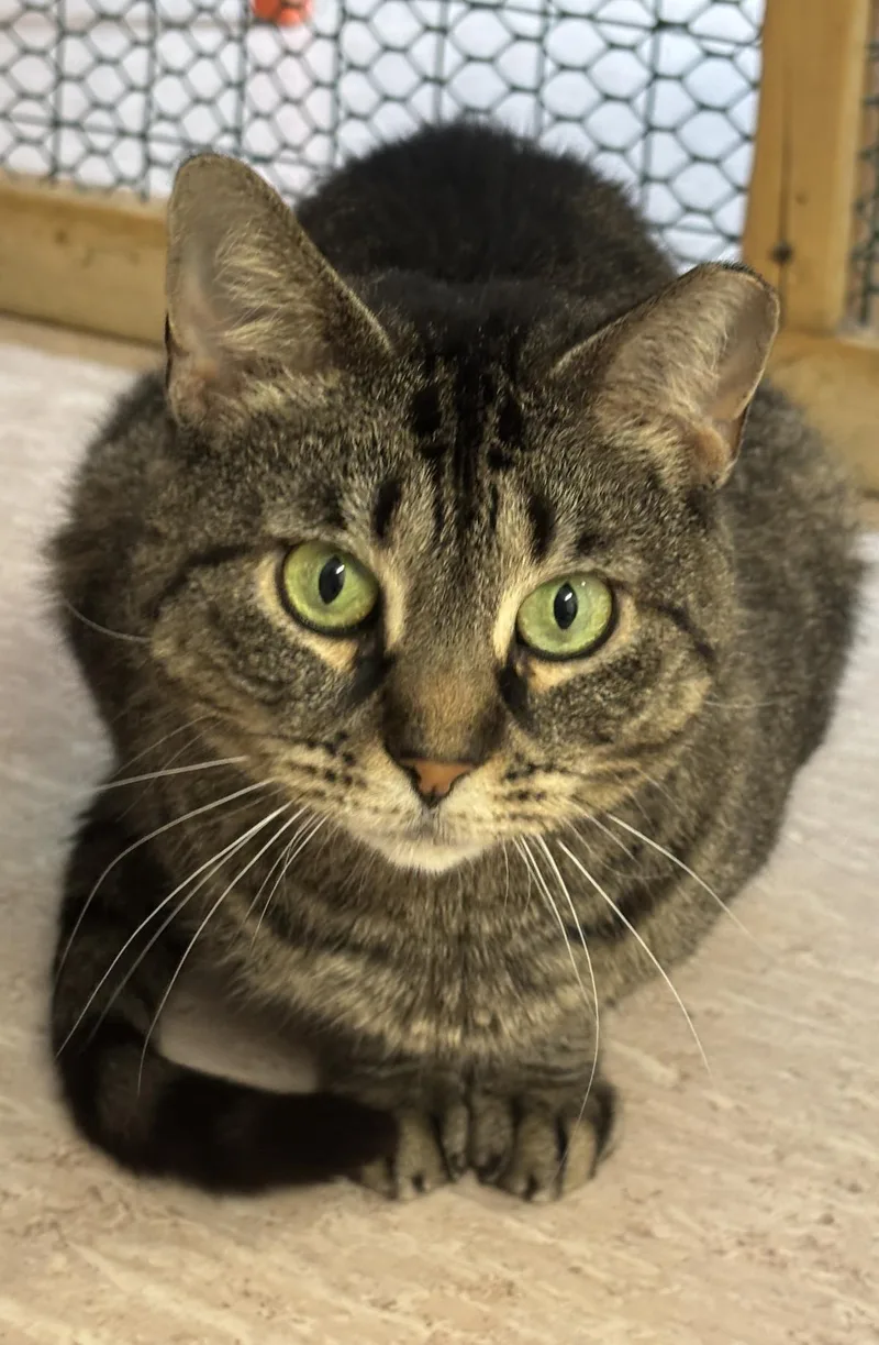 An adult medium-sized female Domestic Short Hair cat named Asriel for adoption in Beacon, NY