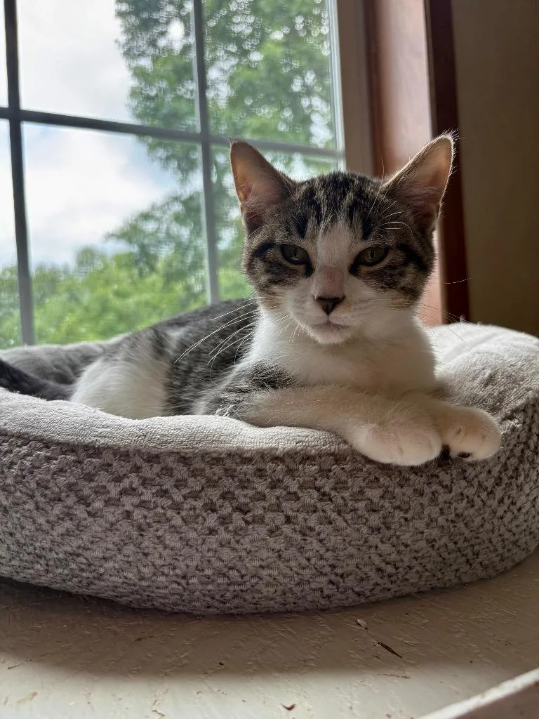 A baby large-sized female Domestic Short Hair cat named River for adoption in Parsons, WV