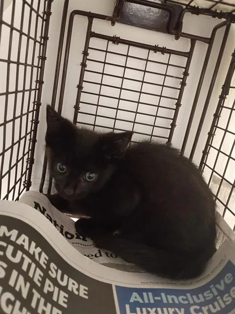 A baby small-sized male Domestic Short Hair cat named Harrison for adoption in Fort Lauderdale, FL