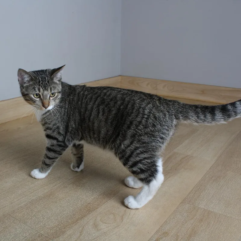 A young medium-sized male Brown / Chocolate American Shorthair cat named Hamza C for adoption in Minnetonka, MN