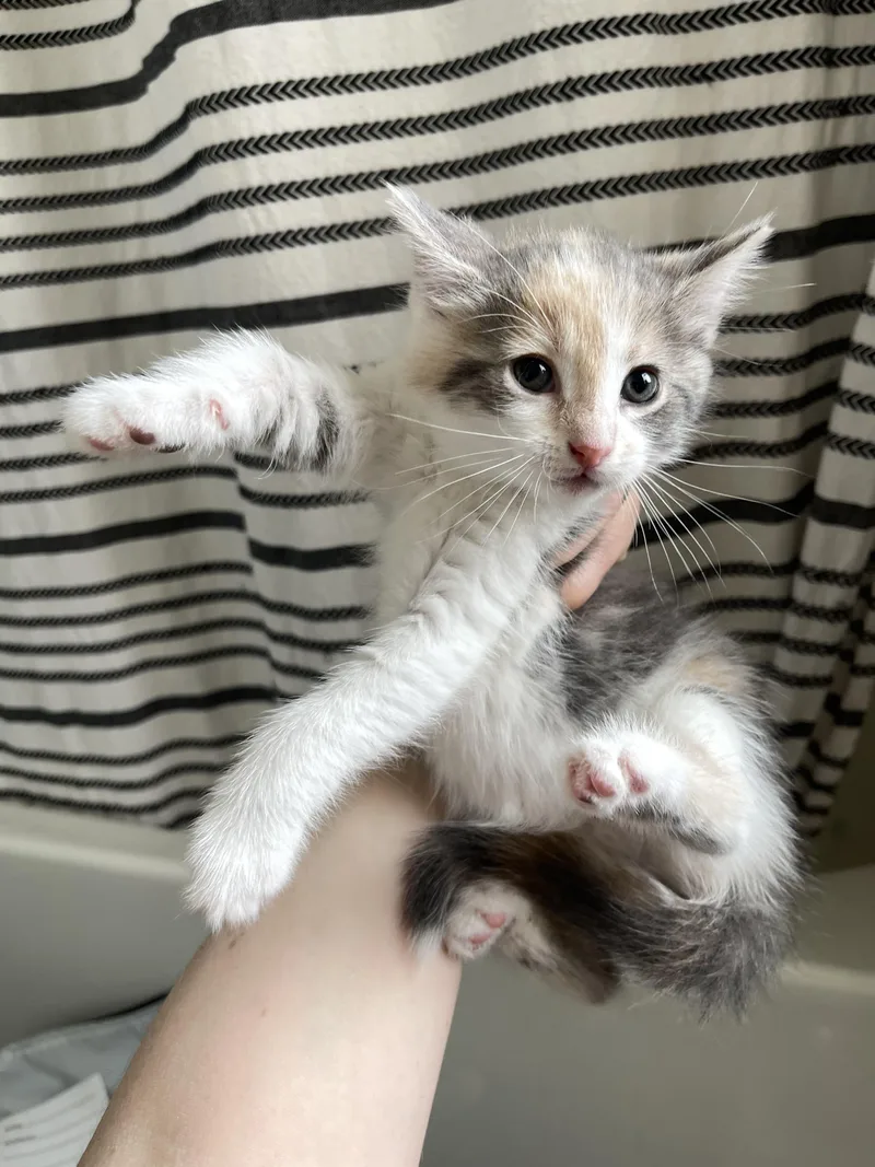 Chartreuse thumbnail 2