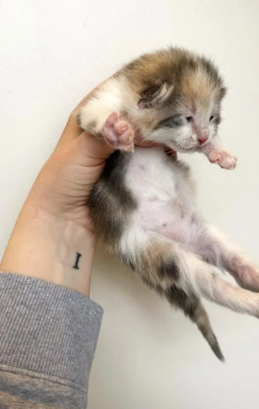 Chartreuse thumbnail 3