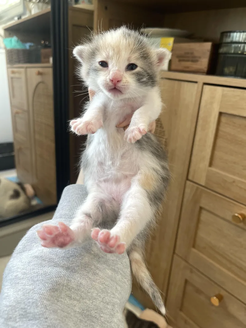 Chartreuse thumbnail 4