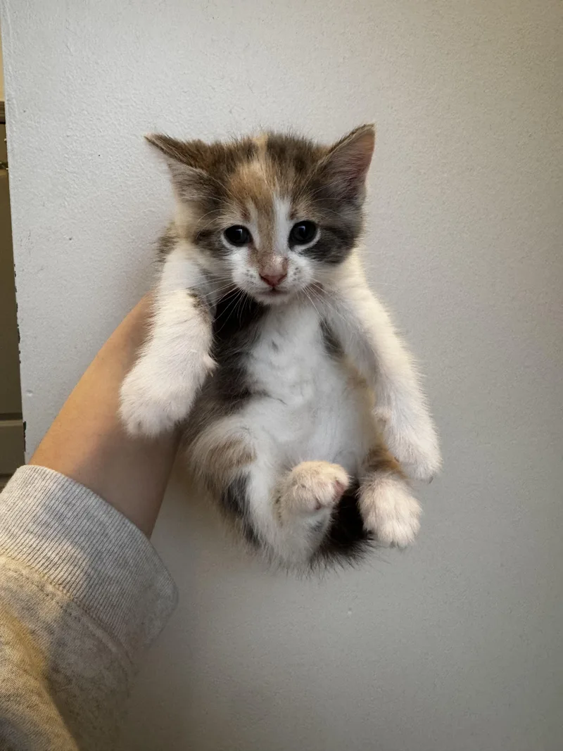 Chartreuse thumbnail 5