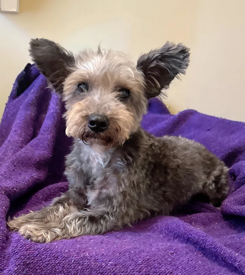 A senior small-sized female Yorkshire Terrier dog named Macy Baby for adoption in Memphis, TN