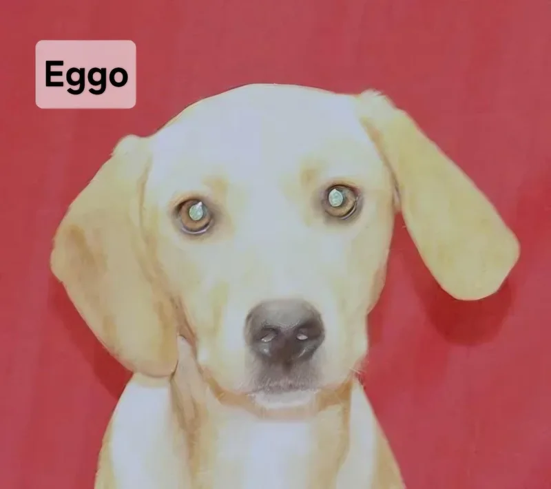 A young medium-sized female Yellow Labrador Retriever dog named Eggo for adoption in Manchester, CT